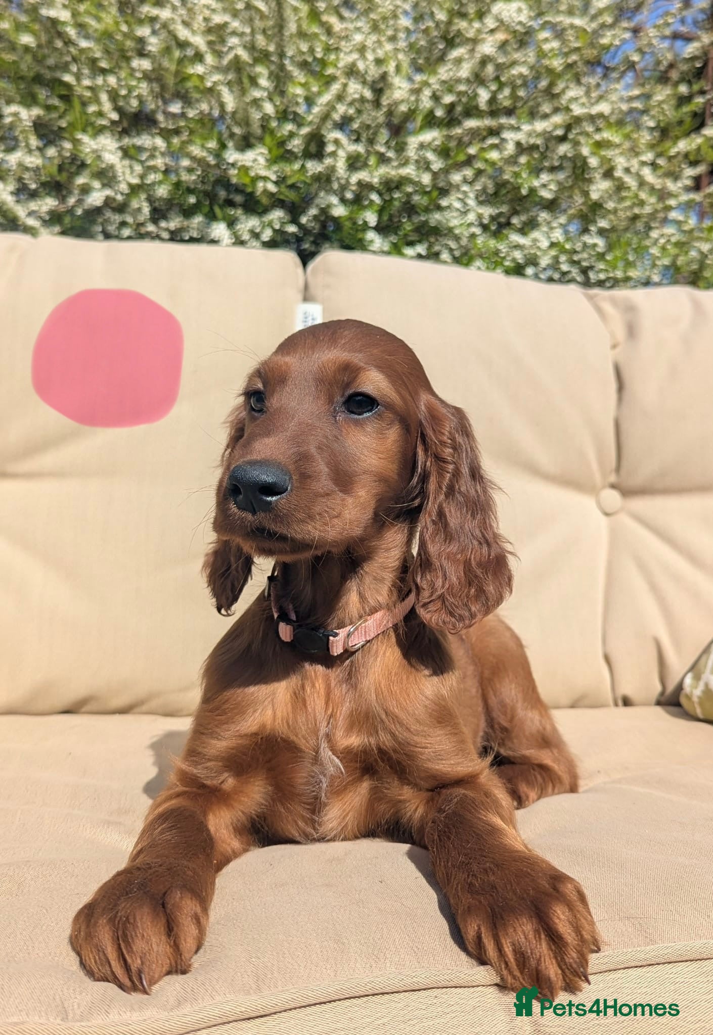 Irish Setter dogs KC registered Irish Setter Puppies  - Advert 2