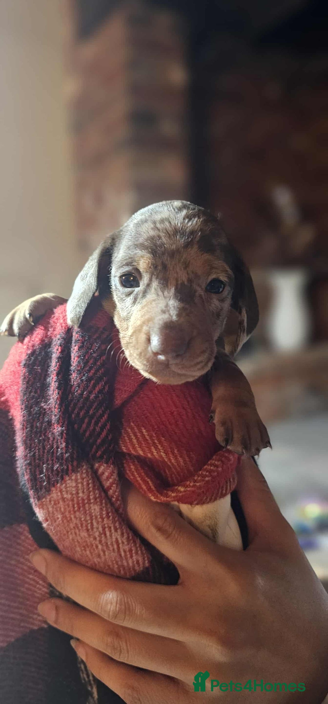 Miniature Dachshund dogs for sale: KC Mini Dachshund Dapple Girls & Boys and Tan Boy - Image 20