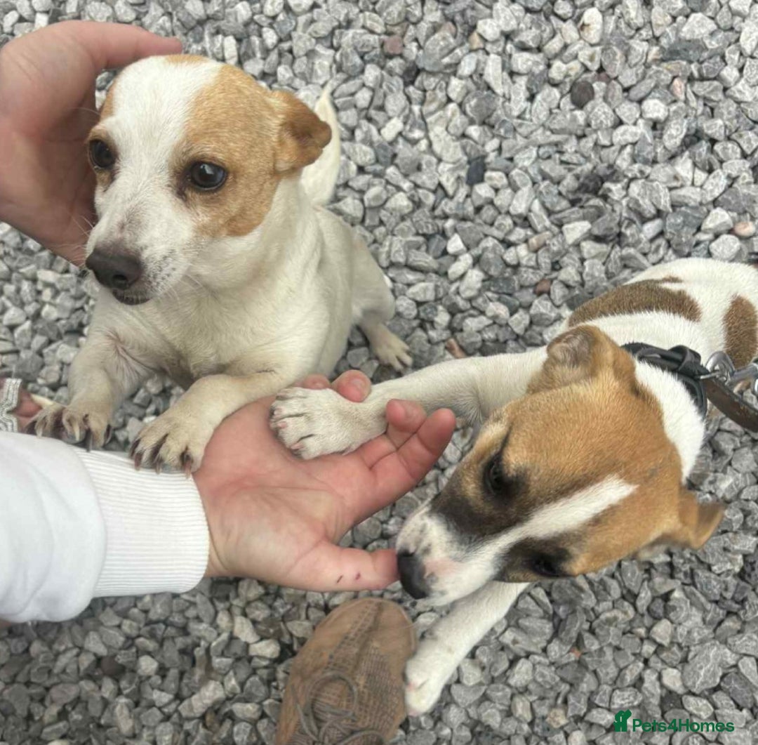 Jack Russell dogs for sale: Georgous 5 month old male jack russel - Image 4