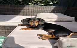 Dachshund dogs for sale: Dachshund - Image 4