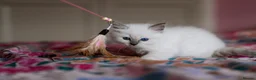 Ragdoll cats for sale: Beautiful Ragdoll Kittens – Male & Female - Advert 7
