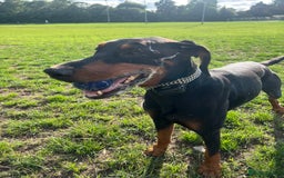 Dobermann dogs for sale: Sweet Doberman Girlie ❤️(price negotiable) - Image 5