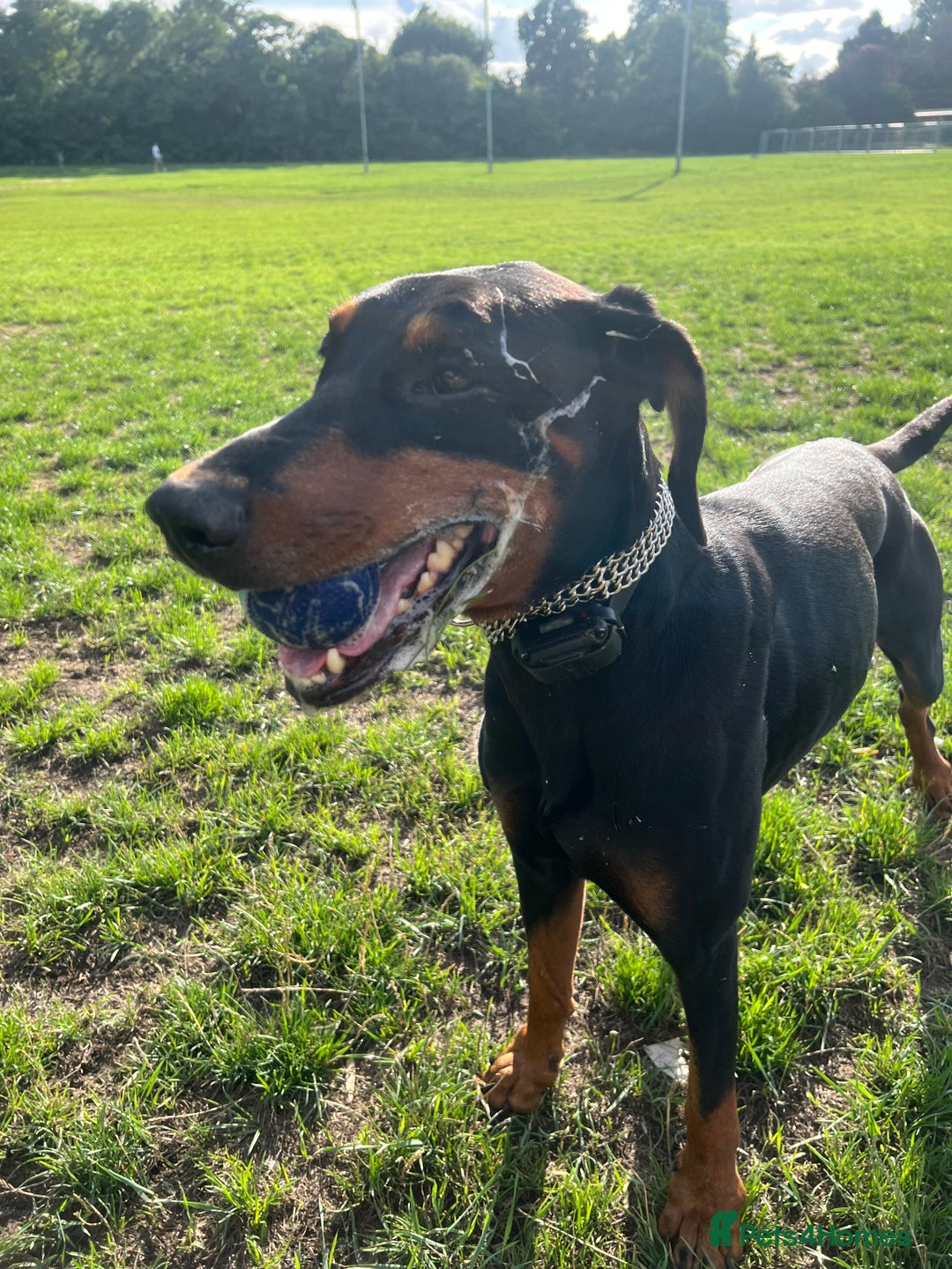 Dobermann dogs for sale: Sweet Doberman Girlie ❤️(price negotiable) - Image 5