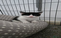 Mixed Breed cats for sale: 7 beautiful babies, 2 black/white are polydactyl  - Image 7