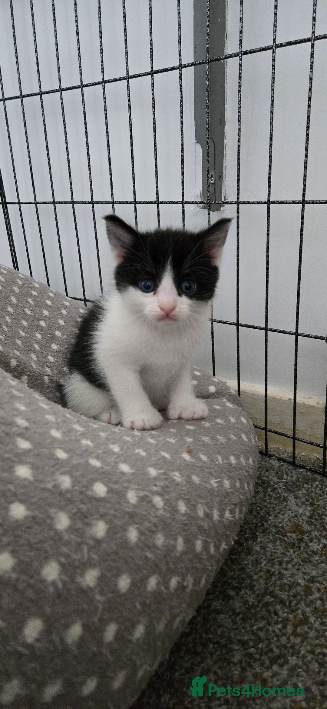 Mixed Breed cats for sale: 7 beautiful babies, 2 black/white are polydactyl  - Image 7