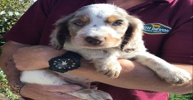 Cocker Spaniel dogs - Advert 13