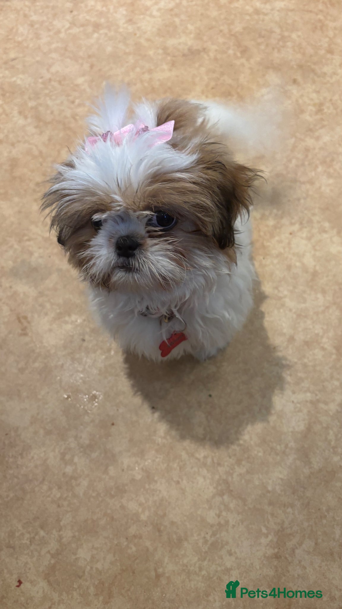 Shih Tzu dogs 2 shi tzu puppies  - Advert 4