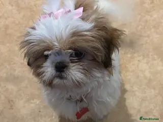 Shih Tzu dogs 2 shi tzu puppies - Advert 1