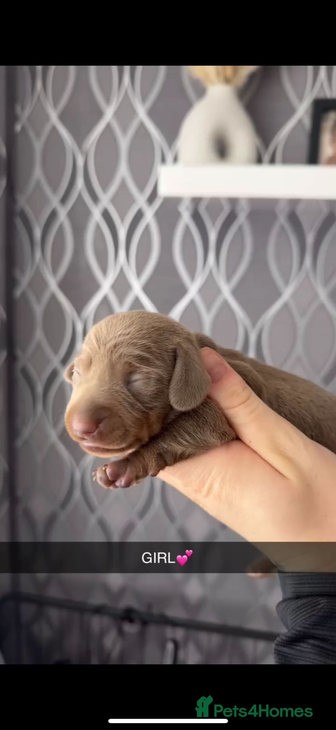 Miniature Dachshund dogs for sale: miniature dachshund pups - Image 1