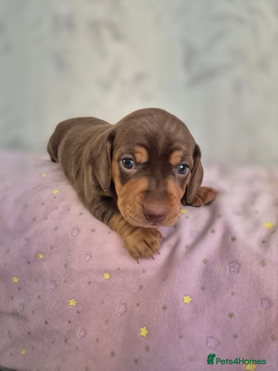 Dachshund dogs for sale: Miniature dachshund puppies PRA CLR - Image 20