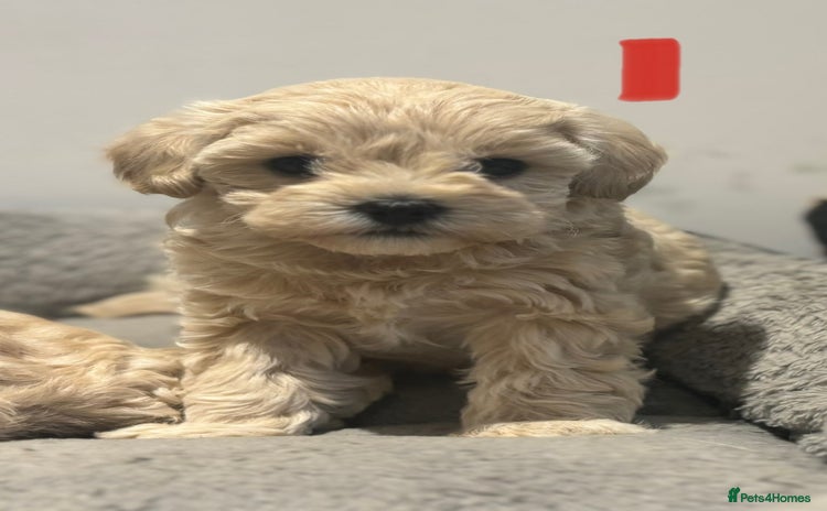 Maltipoo dogs - Advert 2