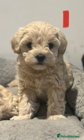 Maltipoo dogs - Advert 10