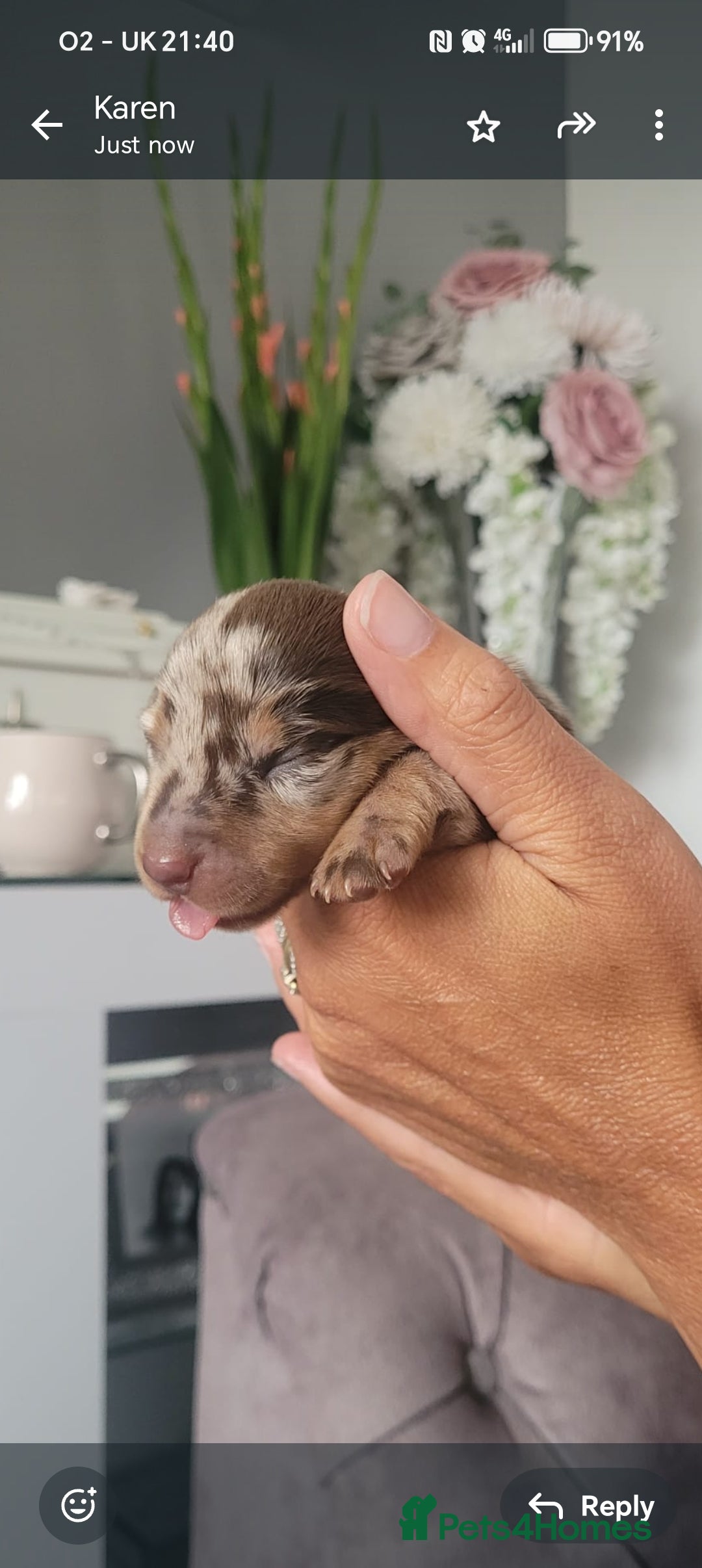 Miniature Dachshund dogs for sale: 3 beautiful minature dachshunds - Image 2