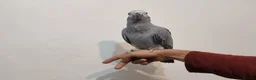 Parrots birds for sale: Baby African grey  in Accrington - Advert 4