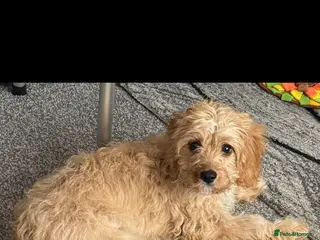 Cavapoo dogs Cavapoo in Stoke-on-Trent - Advert 1