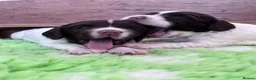 English Springer Spaniel dogs for sale: English Springer Spaniel Pups - Advert 9