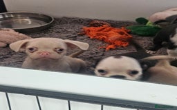 Pug dogs for sale: Stunning quality frug puppies - Image 9