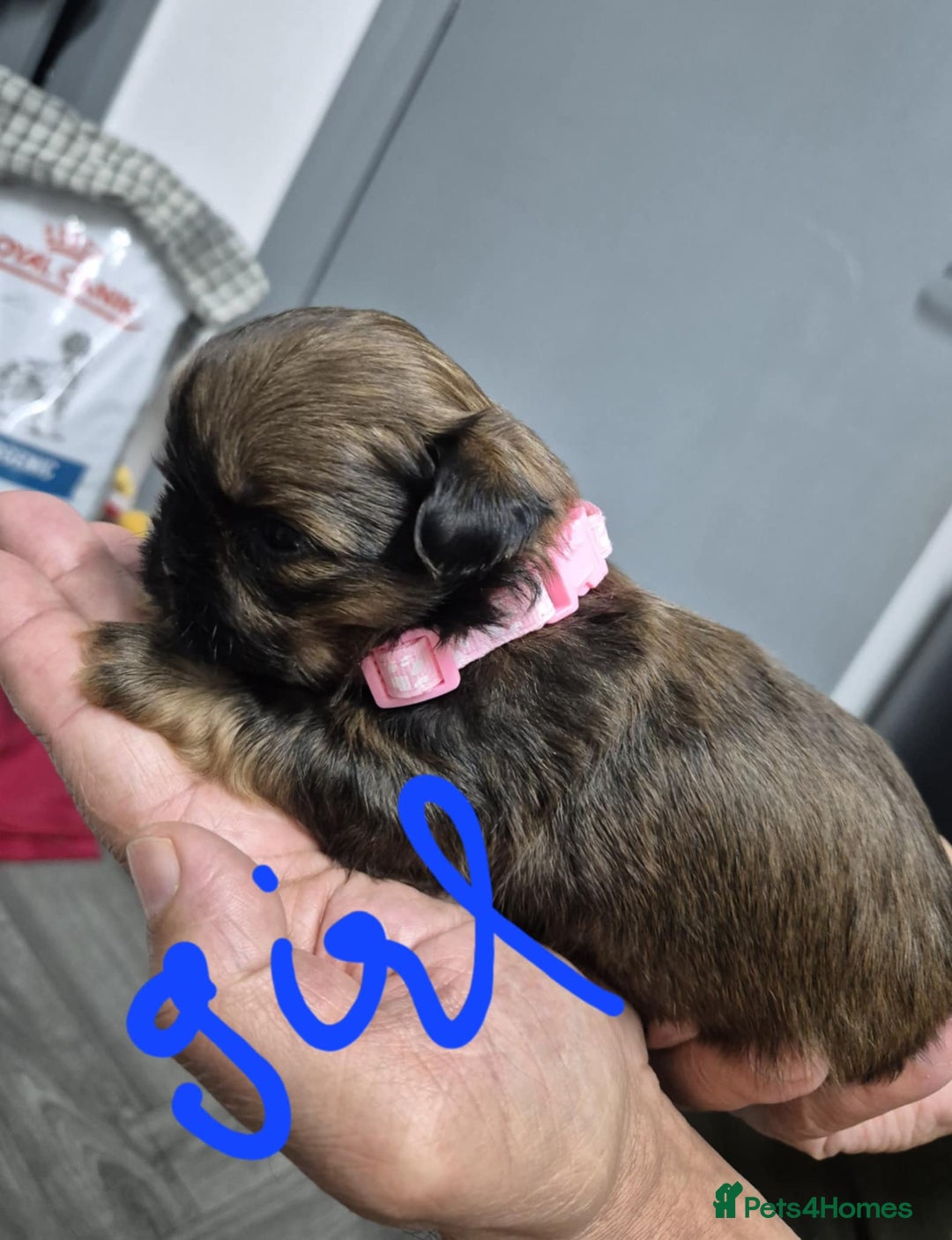 Shih Tzu dogs for sale: 8 ShihTzu Puppies for new homes - Advert 5