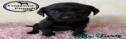 Labrador Retriever dogs for sale: 🖤💛 ADORABLE LABRADOR PUPPIES 💛🖤 - Advert 8