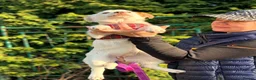 Mixed Breed dogs for adoption: ❤️🐶 AISY & BASIA –TWO LITTLE SUNBEAMS TOGETHER in Burton-on-Trent - Advert 14