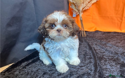 Shih Tzu dogs for sale: Adorable Shih Tzu Puppies – Ready for Loving Homes - Image 14