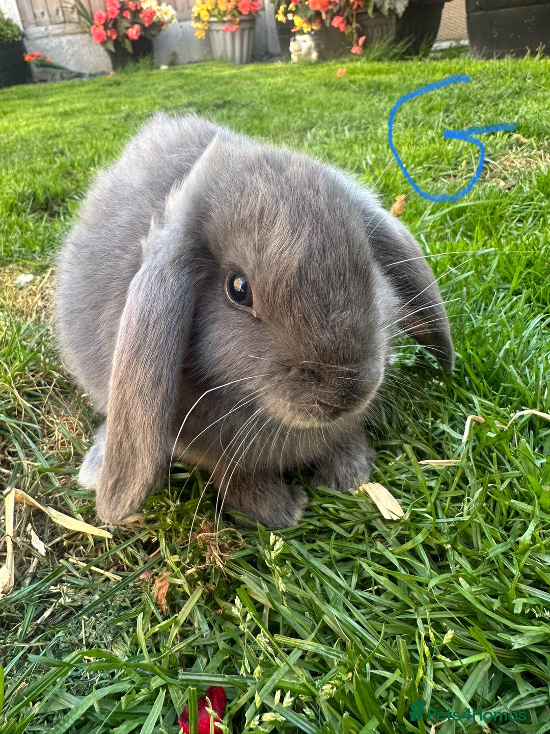 Mini Lop rabbits for sale: Mini Lop Rabbits For Sale  - Image 10