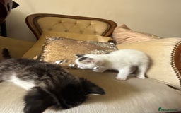Mixed Breed cats for sale: FREE KITTENS ready 4home💖2 kittens open to offers - Image 3