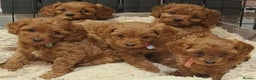 Cavapoo dogs for sale: Health tested red cavapoo puppies - Advert 1