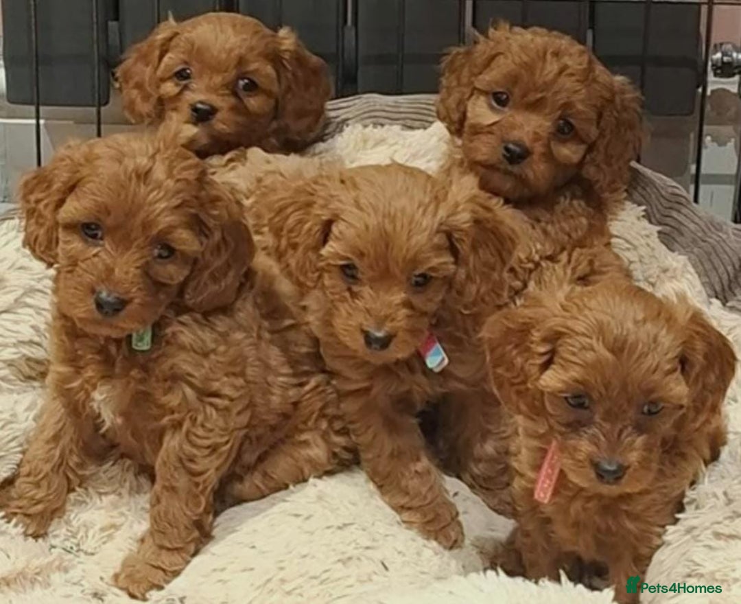 Cavapoo dogs for sale: Health tested red cavapoo puppies - Advert 1