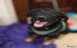 Mixed Breed dogs for adoption: ❤️Hope&Joy — two 7(8) months small sisters❤️ - Advert 25