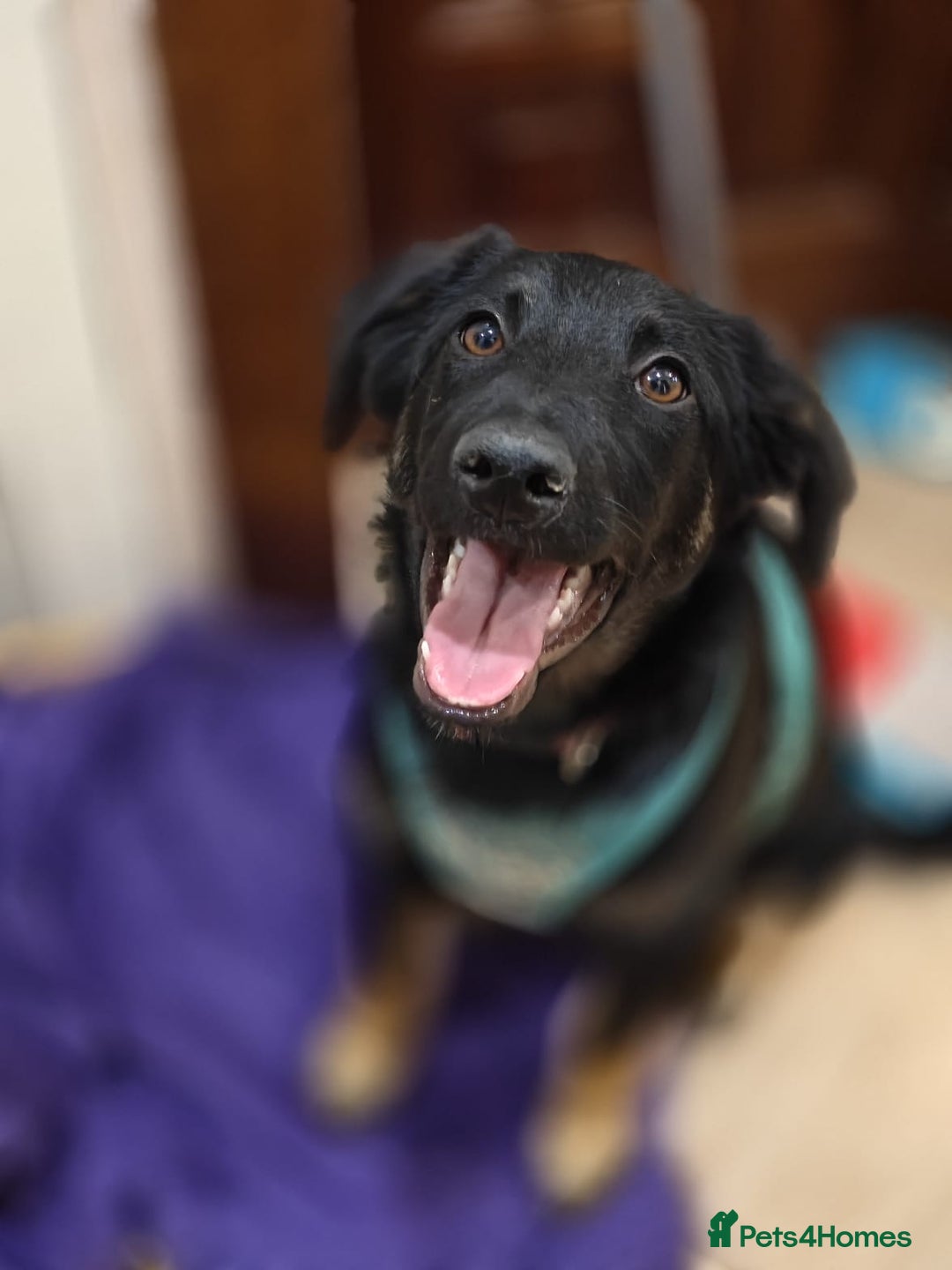 Mixed Breed dogs for adoption: ❤️Hope&Joy — two 7(8) months small sisters❤️ - Advert 25