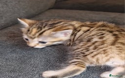 Bengal cats for sale: Absolutely Stunning Bengals  - Image 17