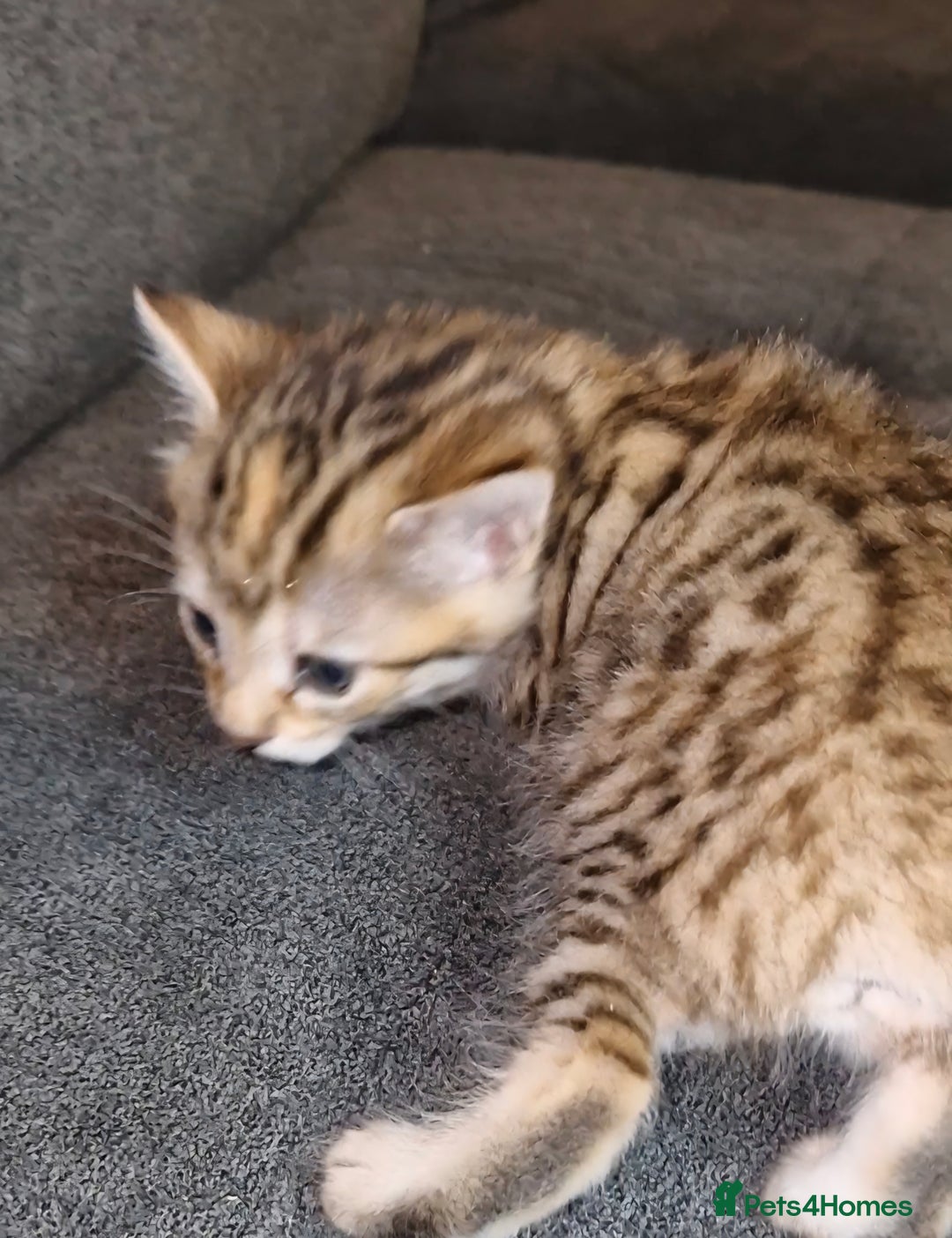 Bengal cats for sale: Absolutely Stunning Bengals  - Image 17