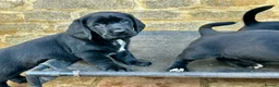 Mixed Breed dogs for sale: Basset x Labrador ( Bassador)  - Advert 7