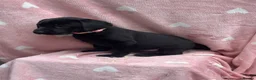 Labrador Retriever dogs for sale: Labrador puppys - Advert 6