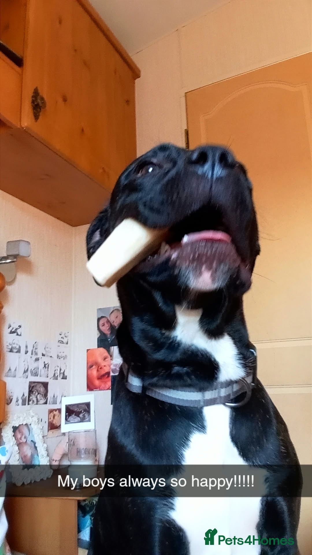 Mixed Breed dogs for sale: Lurcher x Staffy for rehoming!  - Advert 3