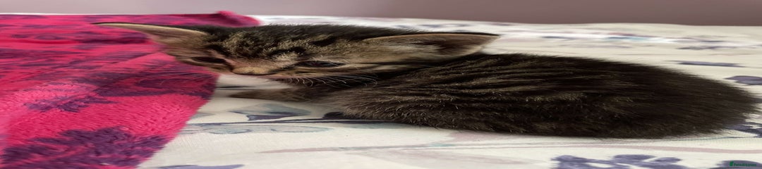 Kitten