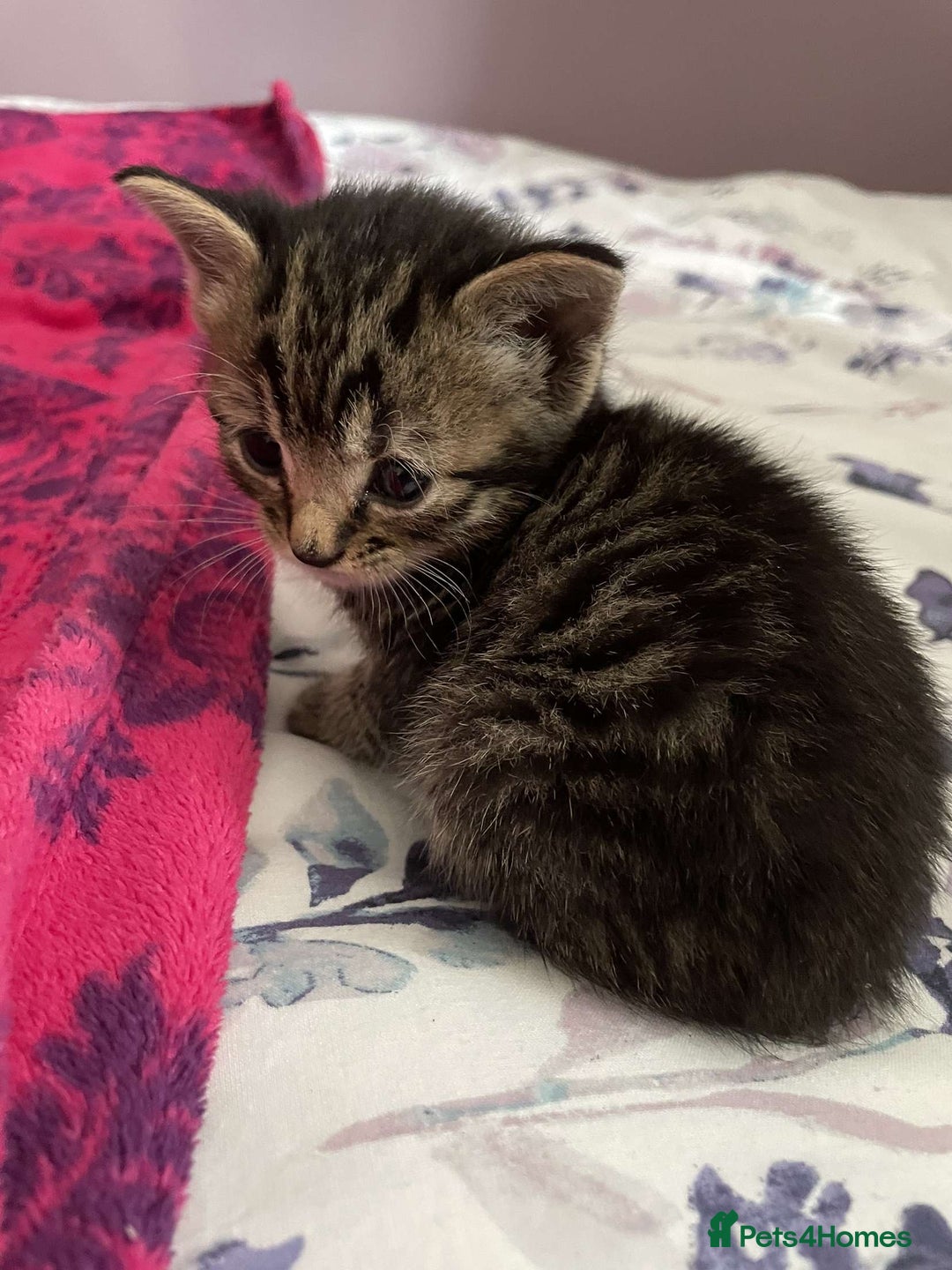 British Shorthair cats for sale: BEAUTIFUL BRITISH SHORT HAIRS - Image 4