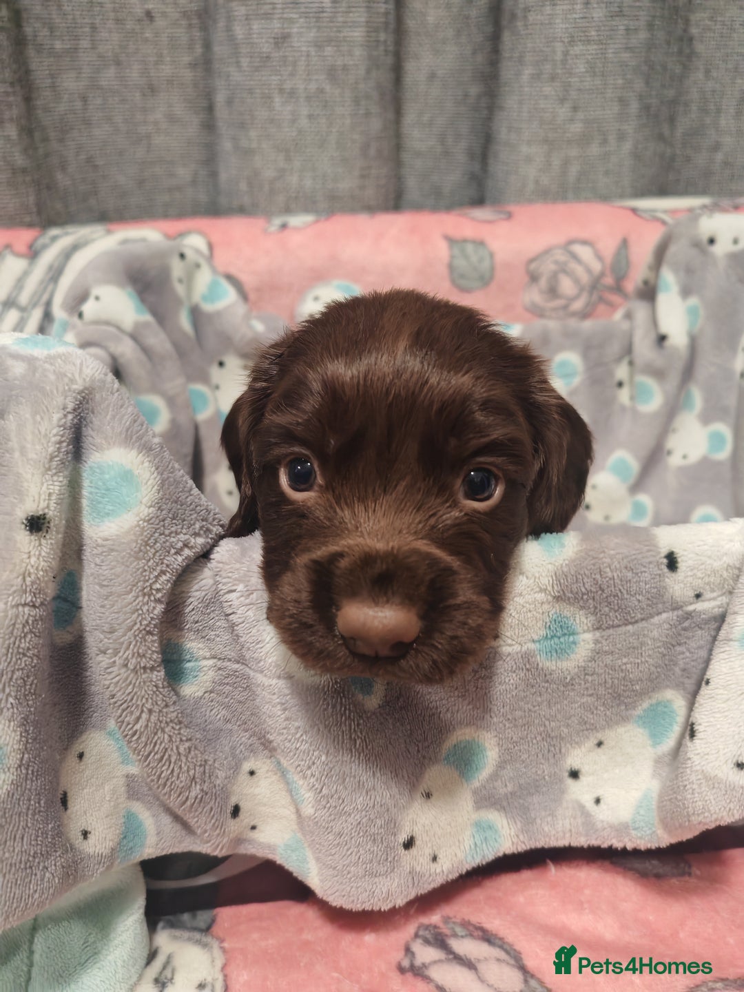 Cocker Spaniel dogs for sale: Pure Working Cocker Spaniel Puppies - Advert 9