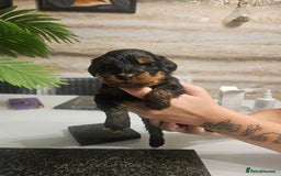 Cockapoo dogs for sale: F2 cockapoo boys 1 left available  - Advert 20