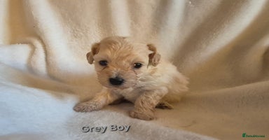 Maltipoo dogs - Advert 3