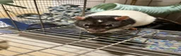 Rat rodents for sale: Male fancy rat (adult) - free to good home - Advert 3