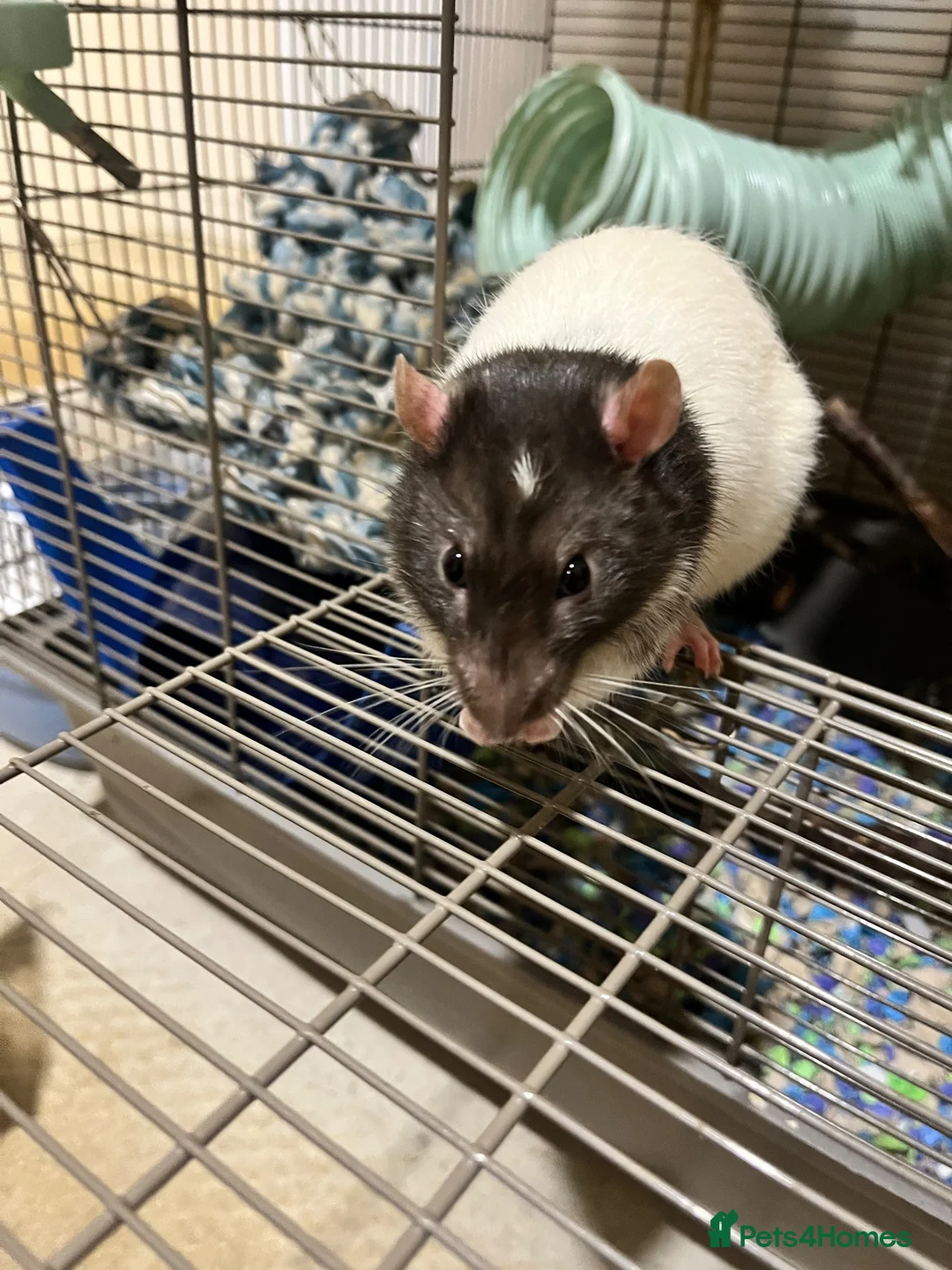 Rat rodents for sale: Male fancy rat (adult) - free to good home - Advert 3