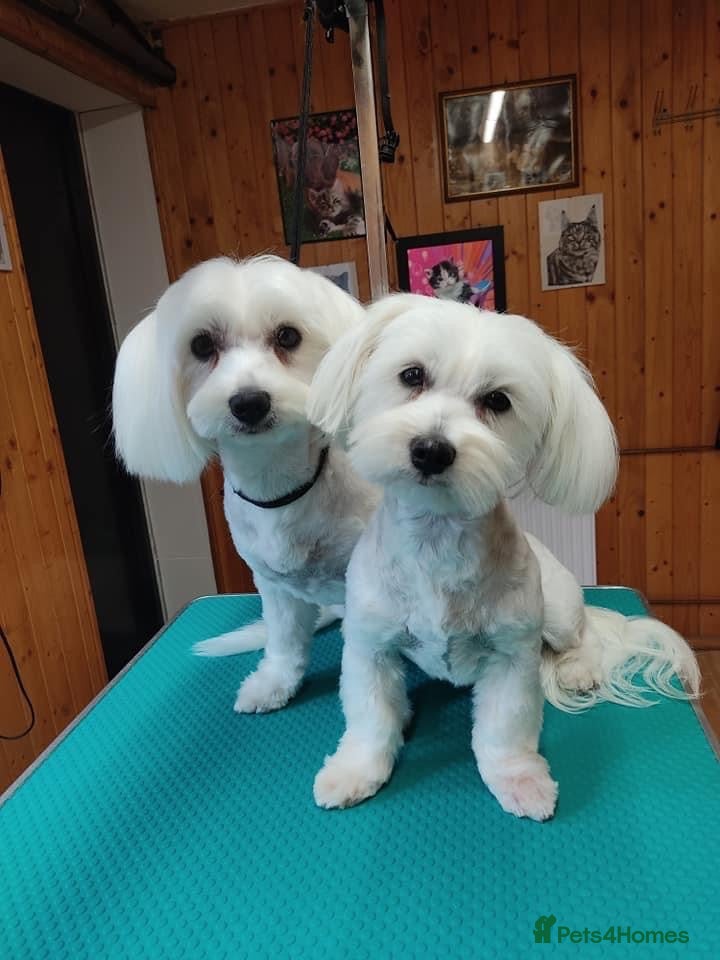 Maltese dogs Two Female Maltese  - Advert 4