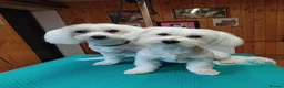 Maltese dogs for sale: Two Female Maltese  in Burton-on-Trent - Advert 6