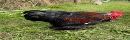 Chickens poultry for sale: CHICKENS FOR SALE – POINT OF LAY HENS & ROOSTERS in Ilfracombe - Advert 17