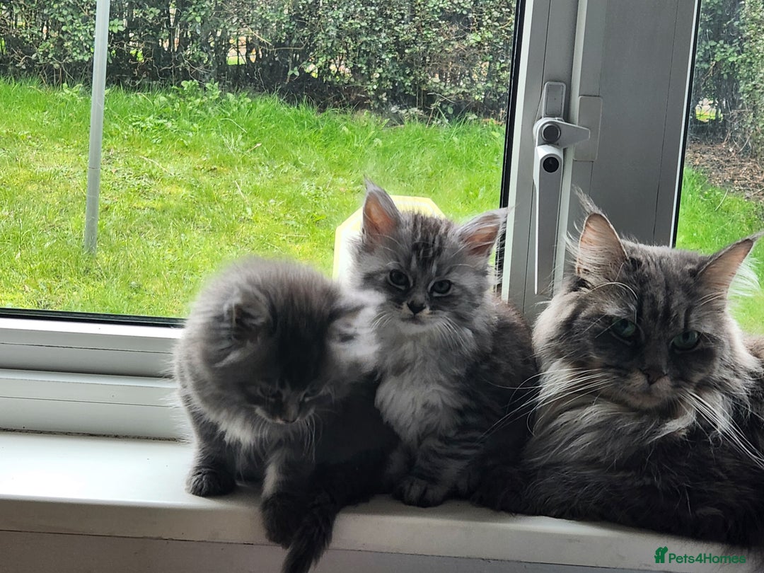 Maine Coon cats for sale: 2 female Maine coons  - Image 2