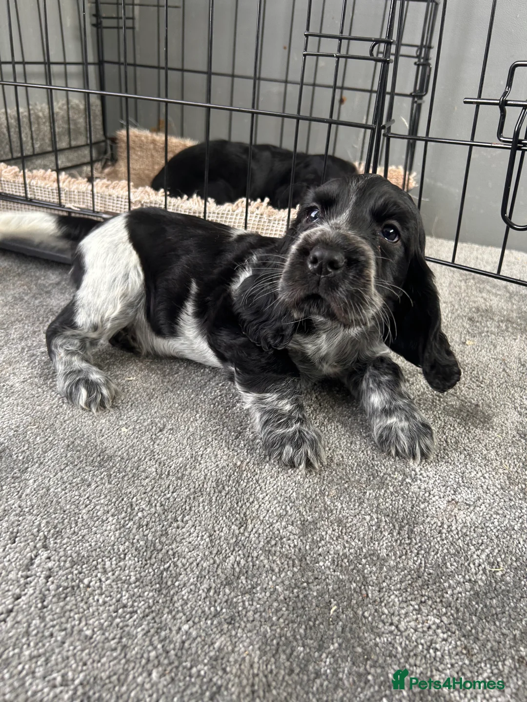 Cocker Spaniel dogs for sale: Cocker spaniel puppies  in Manchester - Advert 7