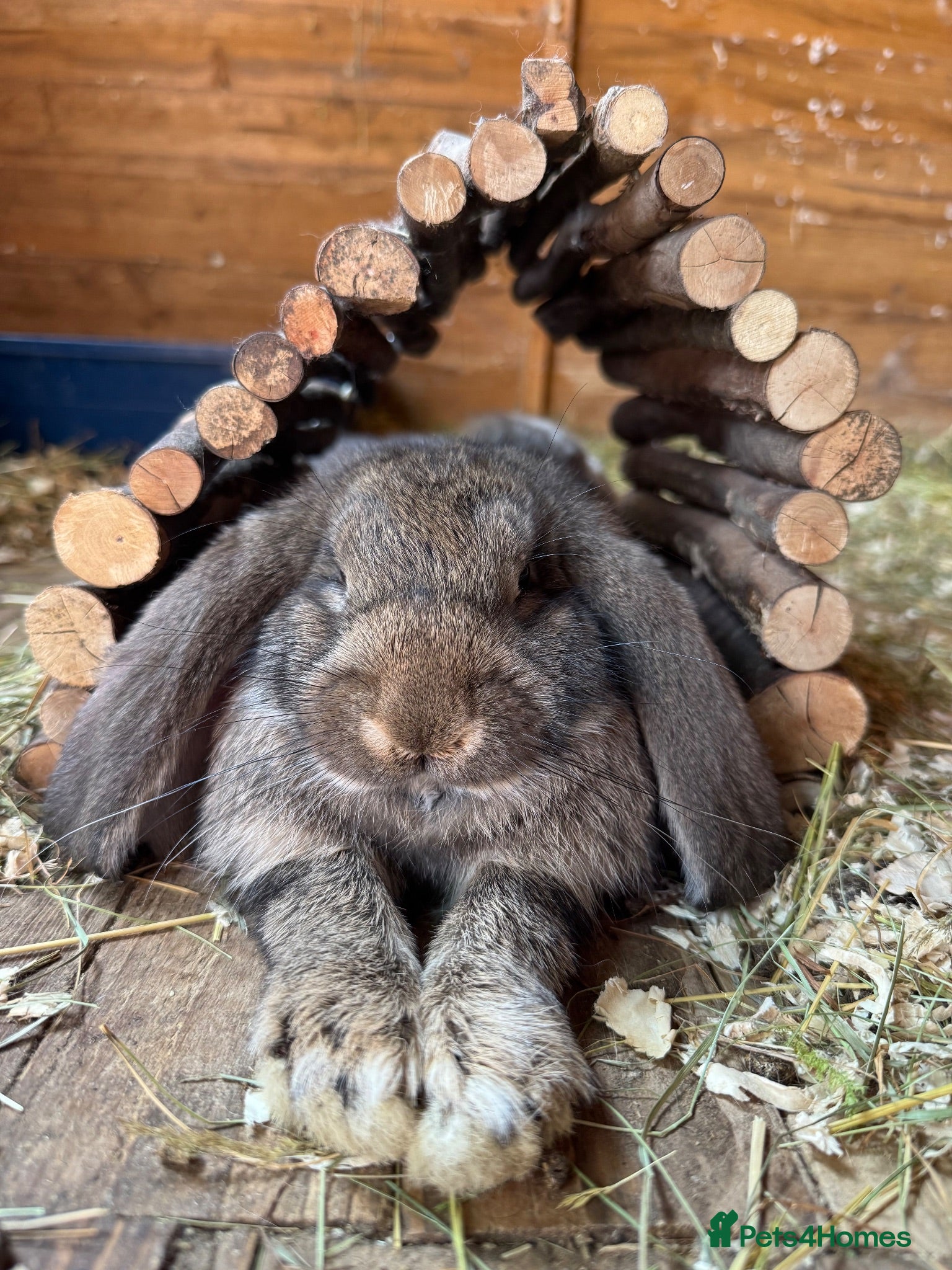 French Lop rabbits for sale: Quality Giant French Lops Ready - Advert 1