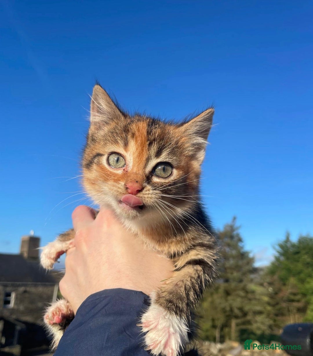 Mixed Breed cats for sale: 4 Farm cats - Advert 4